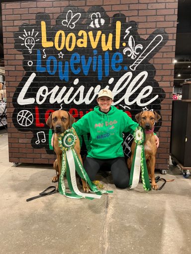 Rhodesian Ridgeback Puppies Breeding Lure Coursing Barn Hunt Fast Cat Dock Diving Conformation Rally Scent Work Therapy Dog Companionship 