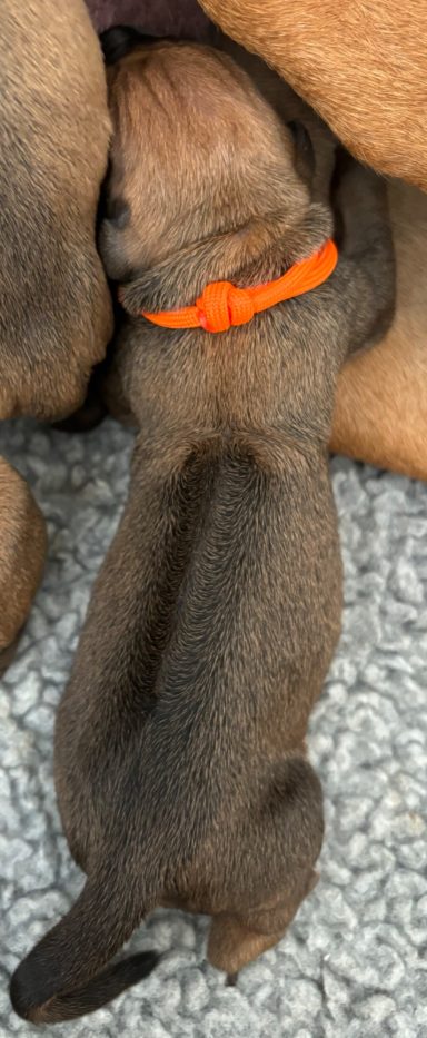 Rhodesian Ridgeback Puppies Breeding Lure Coursing Barn Hunt Fast Cat Dock Diving Conformation Rally Scent Ridgeback puppies breeding