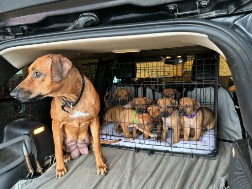Rhodesian Ridgeback breeding puppies dock diving lure coursing FCAT scent therapy tracking conformation rally barn hunt CGC Farm Dog