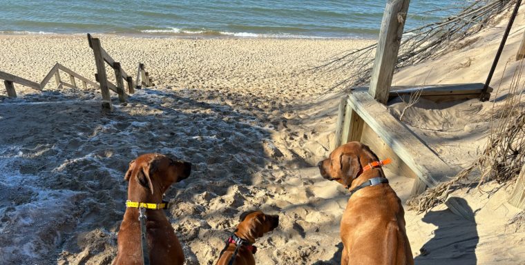 Rhodesian Ridgeback Puppies Breeding Lure Coursing Barn Hunt Fast Cat Dock Diving Conformation Rally SceRhodesian Ridgeback puppies breeding