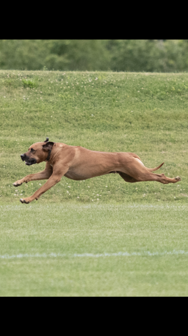 Rhodesian Ridgeback Puppies Breeding Lure Coursing Barn Hunt Fast Cat Dock Diving Conformation Rally Scent Work Therapy Dog Companionship 