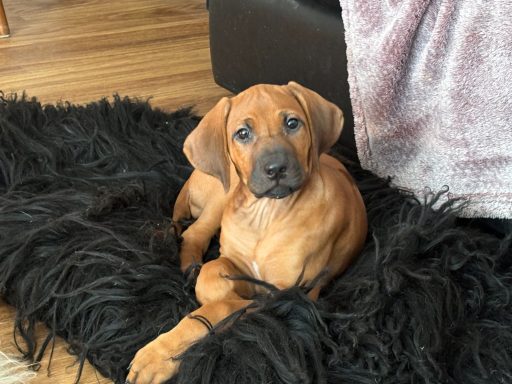 Rhodesian Ridgeback pppies breeding