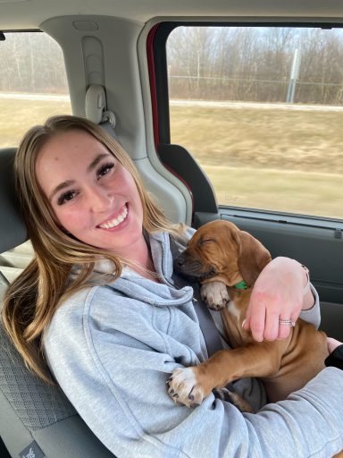 Rhodesian Ridgeback puppies breeding