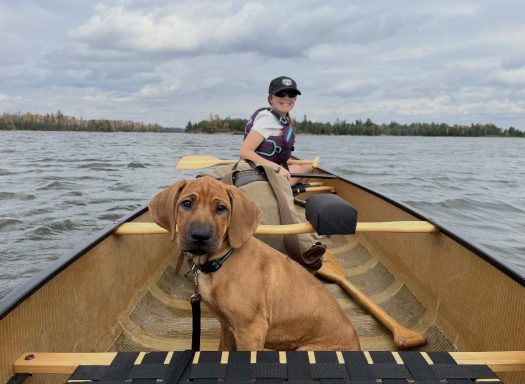 Canoeing ! Rhodesian Ridgeback Puppies Breeding Lure Coursing Barn Hunt Fast Cat Dock Diving Conformation Rally Scent Ridgeback puppies breeding