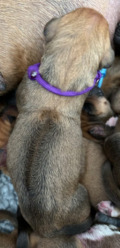 Rhodesian Ridgeback Puppies Breeding Lure Coursing Barn Hunt Fast Cat Dock Diving Conformation Rally Scent Ridgeback puppies breeding