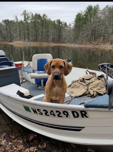 Boating! Rhodesian Ridgeback Puppies Breeding Lure Coursing Barn Hunt Fast Cat Dock Diving Conformation Rally Scent Ridgeback puppies breeding