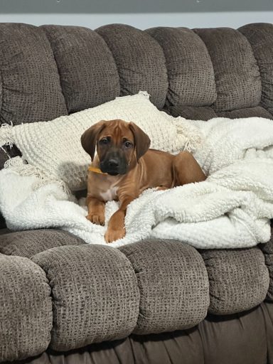 Rhodesian Ridgeback breeding puppies dock diving lure coursing FCAT scent therapy tracking conformation rally barn hunt CGC Farm Dog