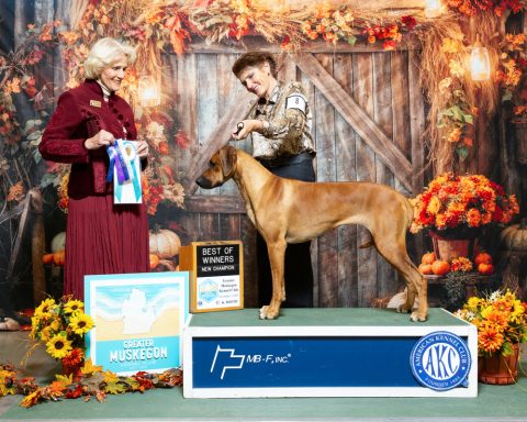 Rhodesian Ridgeback Puppies Breeding Lure Coursing Barn Hunt Fast Cat Dock Diving  Rally Scent Work Therapy Dog GrandCompanion 