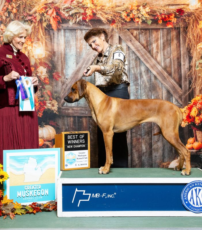 Shamwari's Thrillers Pride Coursing Rhodesian ridgeback akc champion
