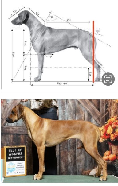 Rhodesian Ridgeback Puppies Breeding Lure Coursing Barn Hunt Fast Cat Dock Diving  Rally Scent Work Therapy Dog GrandCompanion 