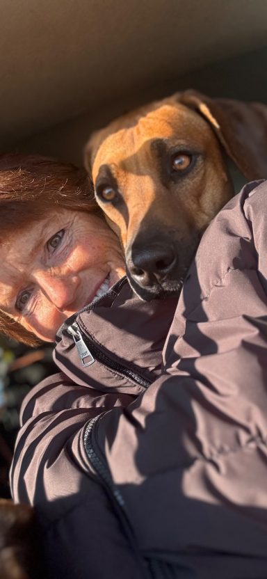 Rhodesian Ridgeback Puppies Breeding Lure Coursing Barn Hunt Fast Cat Dock Diving  Rally Scent Work Therapy Dog GrandCompanion 