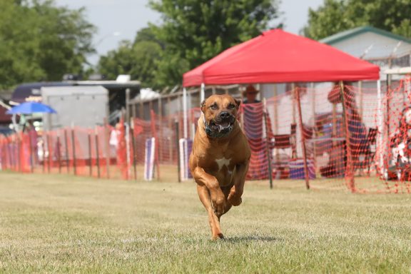 Rhodesian Ridgeback Puppies Breeding Lure Coursing Barn Hunt Fast Cat Dock Diving Conformation Rally Scent Work Therapy Dog Companionship 