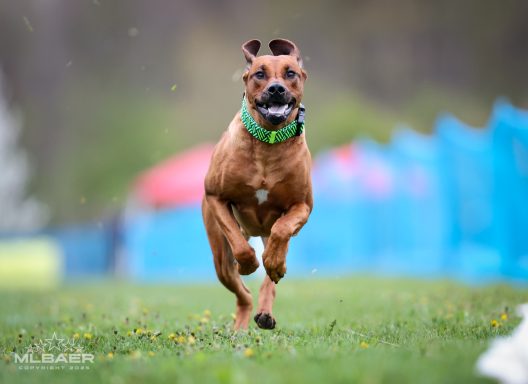 Rhodesian Ridgeback Puppies Breeding Lure Coursing Barn Hunt Fast Cat Dock Diving Conformation Rally Scent Ridgeback puppies breeding