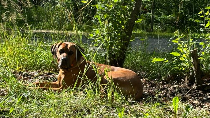 Rhodesian Ridgeback Puppies Breeding Lure Coursing Barn Hunt Fast Cat Dock Diving Conformation Rally Scent Ridgeback puppies breeding