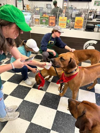 Rhodesian Ridgeback Puppies Breeding Lure Coursing Barn Hunt Fast Cat Dock Diving Conformation Rally Scent Work Therapy Dog Companionship 