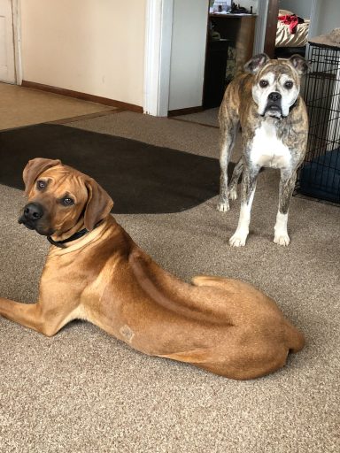 Rhodesian Ridgeback breeding puppies dock diving lure coursing FCAT scent therapy tracking conformation rally barn hunt CGC Farm Dog