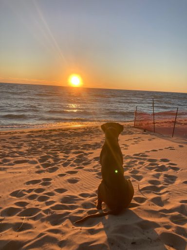 Rhodesian Ridgeback Puppies Breeding Lure Coursing Barn Hunt Fast Cat Dock Diving Conformation Rally Scent Work Therapy Dog Companionship 
