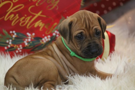 Rhodesian  Ridgeback breeding puppies