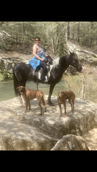 Rhodesian Ridgeback Puppies Breeding Lure Coursing Barn Hunt Fast Cat Dock Diving Conformation Rally Scent Work Therapy Dog Companionship 