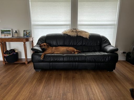 Rhodesian Ridgeback Puppies Breeding Lure Coursing Barn Hunt Fast Cat Dock Diving Conformation Rally SceRhodesian Ridgeback puppies breeding