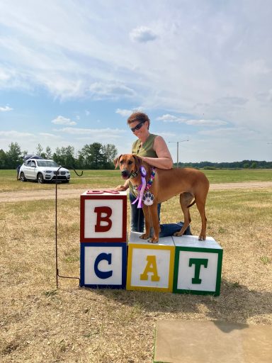 Rhodesian Ridgeback Puppies Breeding Lure Coursing Barn Hunt Fast Cat Dock Diving Conformation Rally SceRhodesian Ridgeback puppies breeding