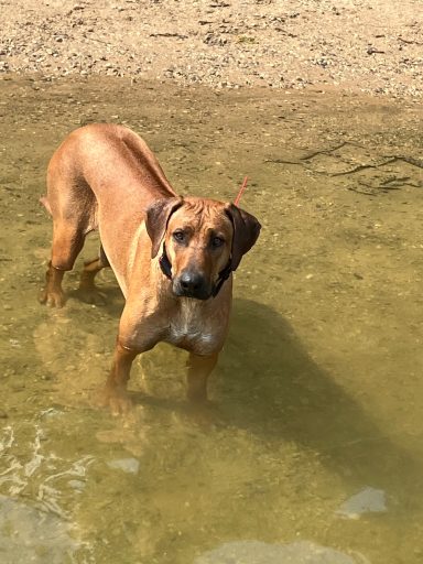 Rhodesian Ridgeback Puppies Breeding Lure Coursing Barn Hunt Fast Cat Dock Diving Conformation Rally SceRhodesian Ridgeback puppies breeding