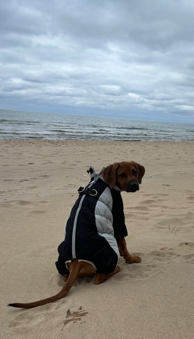 Rhodesian Ridgeback Puppies Breeding Lure Coursing Barn Hunt Fast Cat Dock Diving Conformation Rally SceRhodesian Ridgeback puppies breeding