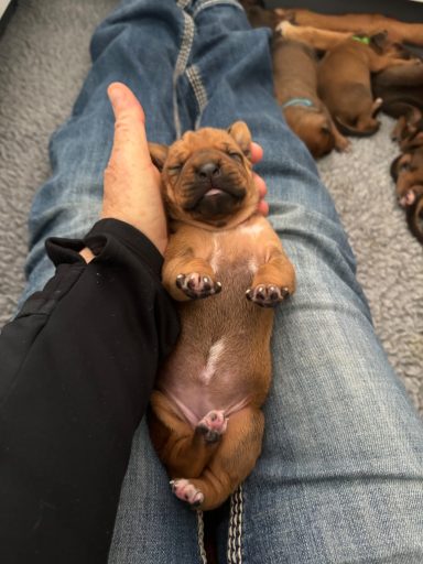 Rhodesian Ridgeback Puppies Breeding Lure Coursing Barn Hunt Fast Cat Dock Diving Conformation Rally Scent Ridgeback puppies breeding