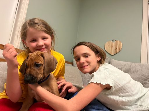 Rhodesian Ridgeback breeding puppies dock diving lure coursing FCAT scent therapy tracking conformation rally barn hunt CGC Farm Dog