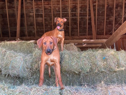 Rhodesian Ridgeback Puppies Breeding Lure Coursing Barn Hunt Fast Cat Dock Diving Conformation Rally SceRhodesian Ridgeback puppies breeding