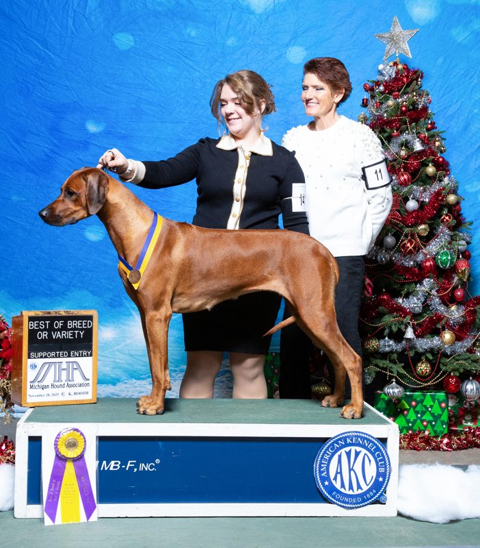 Shamwari's Thrillers Pride Coursing Rhodesian ridgeback akc champion