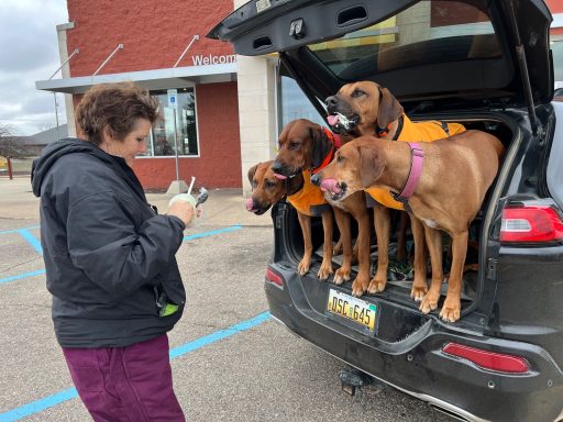 Rhodesian Ridgeback Puppies Breeding Lure Coursing Barn Hunt Fast Cat Dock Diving Conformation Rally Rhodesian Ridgeback puppies breeding