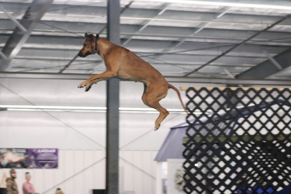 Rhodesian Ridgeback Puppies Breeding Lure Coursing Barn Hunt Fast Cat Dock Diving Conformation Rally Scent Ridgeback puppies breeding