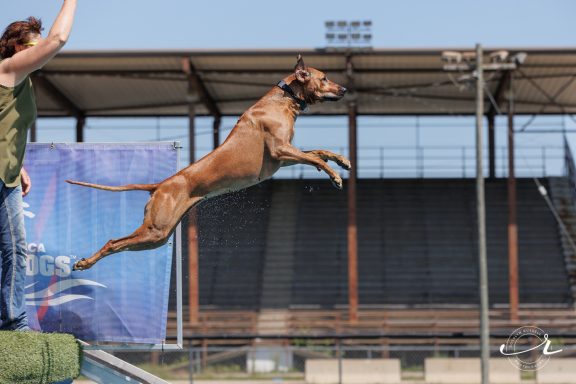 Rhodesian Ridgeback Puppies Breeding Lure Coursing Barn Hunt Fast Cat Dock Diving Conformation Rally Scent Work Therapy Dog Companionship 