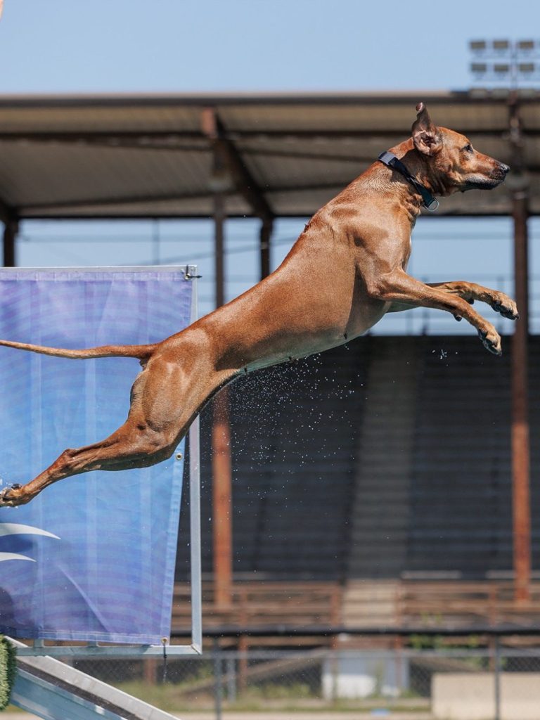 Rhodesian Ridgeback puppies dock diving dual champion 