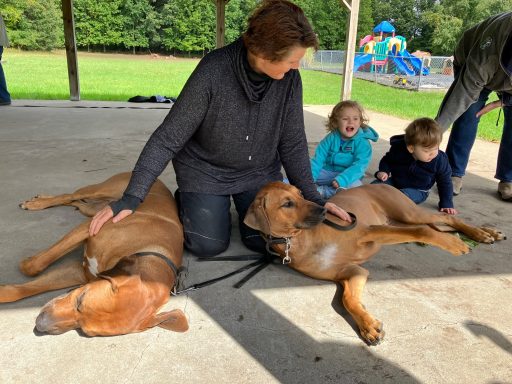 Rhodesian Ridgeback Puppies Breeding Lure Coursing Barn Hunt Fast Cat Dock Diving Conformation Rally Scent Work Therapy Dog Companionship 