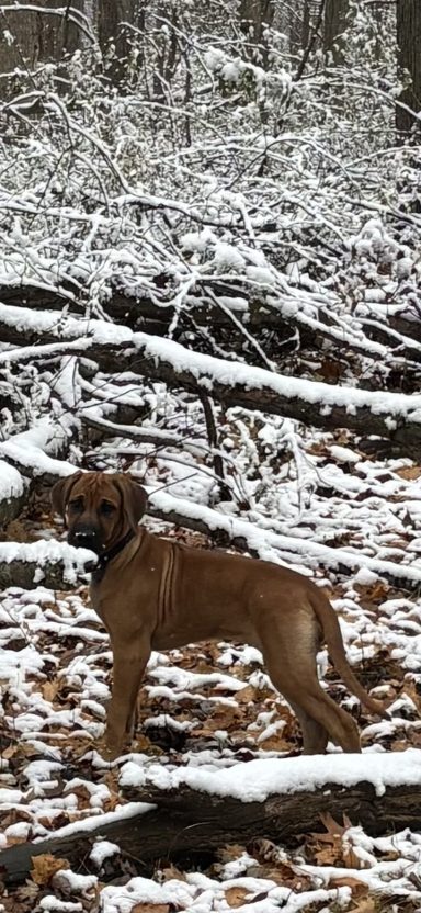 Rhodesian Ridgeback Puppies Breeding Lure Coursing Barn Hunt Fast Cat Dock Diving  Rally Scent Work Therapy Dog GrandCompanion 