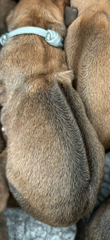 Rhodesian Ridgeback Puppies Breeding Lure Coursing Barn Hunt Fast Cat Dock Diving Conformation Rally Scent Ridgeback puppies breeding