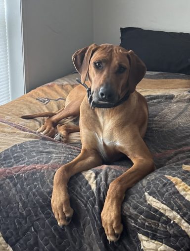 Rhodesian Ridgeback Puppies Breeding Lure Coursing Barn Hunt Fast Cat Dock Diving Conformation Rally Scent Ridgeback puppies breeding