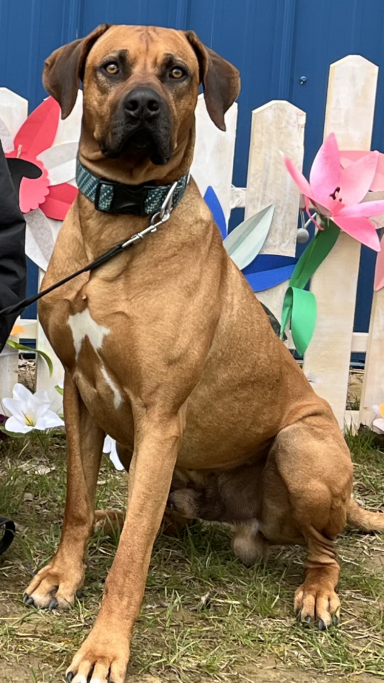 Rhodesian Ridgeback Puppies Breeding Lure Coursing Barn Hunt Fast Cat Dock Diving Conformation Rally Scent Work Therapy Dog Companionship 