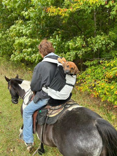 Rhodesian Ridgeback Puppies Breeding Lure Coursing Barn Hunt Fast Cat Dock Diving  Rally Scent Work Therapy Dog GrandCompanion 