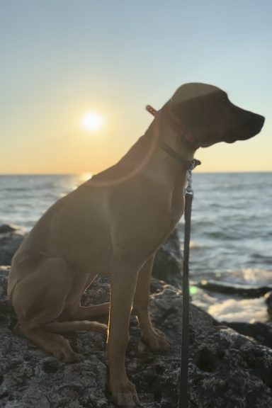 Rhodesian Ridgeback Puppies Breeding Lure Coursing Barn Hunt Fast Cat Dock Diving Conformation Rally Scent Ridgeback puppies breeding