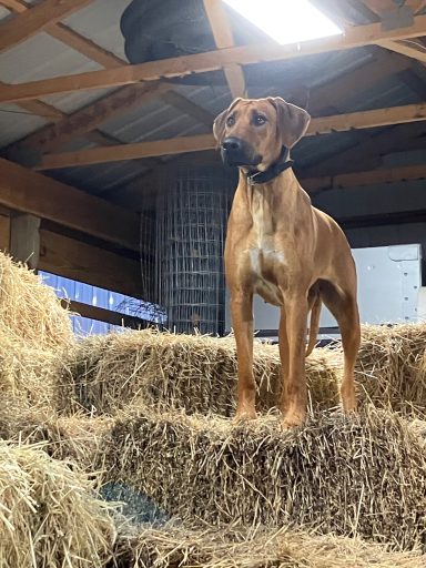 Rhodesian Ridgeback Puppies Breeding Lure Coursing Barn Hunt Fast Cat Dock Diving Conformation Rally SceRhodesian Ridgeback puppies breeding