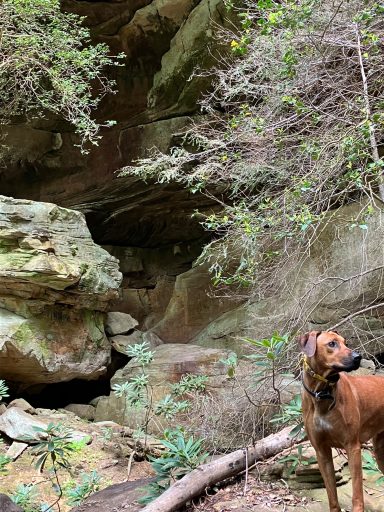 Rhodesian Ridgeback Puppies Breeding Lure Coursing Barn Hunt Fast Cat Dock Diving Conformation Rally SceRhodesian Ridgeback puppies breeding
