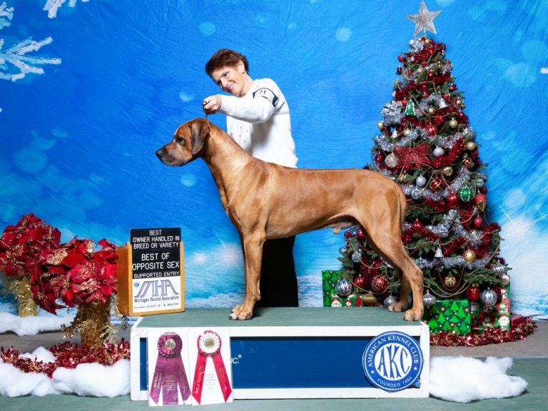 Karly Coursing Rhodesian ridgebacks breeder puppies champions coursing