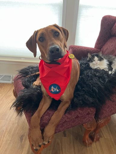Rhodesian Ridgeback Puppies Breeding Lure Coursing Barn Hunt Fast Cat Dock Diving Conformation Rally SceRhodesian Ridgeback puppies breeding