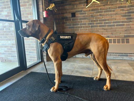 Rhodesian Ridgeback Puppies Breeding Lure Coursing Barn Hunt Fast Cat Dock Diving  Rally Scent Work Therapy Dog GrandCompanion 
