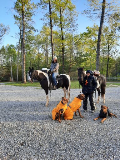Rhodesian Ridgeback Puppies Breeding Lure Coursing Barn Hunt Fast Cat Dock Diving Conformation Rally Scent Work Therapy Dog Companionship 