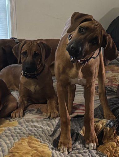 What? Rhodesian Ridgeback Puppies Breeding Lure Coursing Barn Hunt Fast Cat Dock Diving Conformation Rally Scent Ridgeback puppies breeding