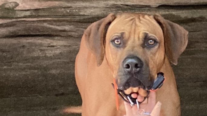 Rhodesian Ridgeback breeding puppies dock diving lure coursing FCAT scent therapy tracking conformation rally barn hunt CGC Farm Dog